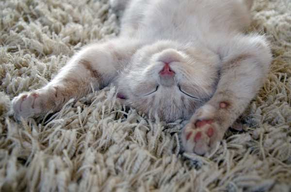 kitten on clean beige carpet