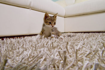 kitten of fluffy clean carpet wtih white couch in background