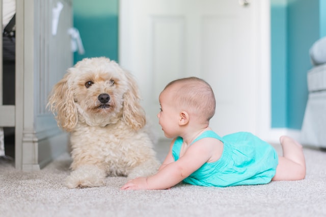 dog and infant on clean carpet