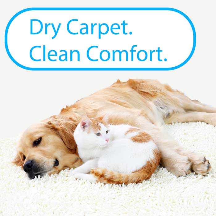 "dry carpet. clean comfort." caption above dog and cat snuggling on clean white carpet
