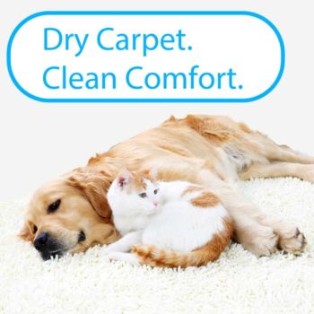 cat dog resting together carpet