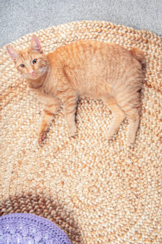ginger cat on circular jute rug