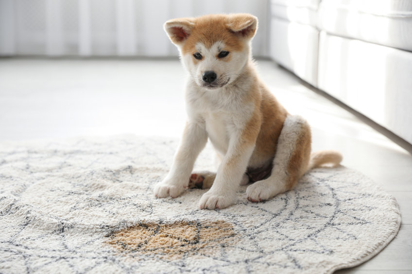 How To Clean Urine Stains on Persian and Oriental Rugs 