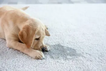 Will Replacing Carpet Remove Pet Odors